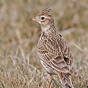 Eurasian Skylark  "Alauda arvensis"